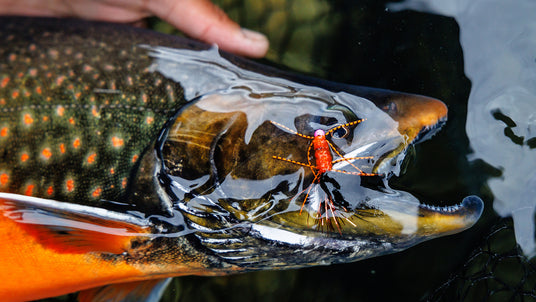 Närbild på färgglad fisk delvis i vattnet med konstgjort räkbete i munnen; sportfiskares hand syns, fångar fiskets spänning.