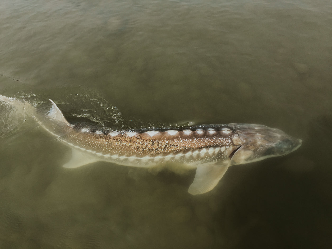 En stor stör simmar under ytan i grumligt vatten-en imponerande syn för sportfiskare på jakt efter fiskeresans höjdpunkt.