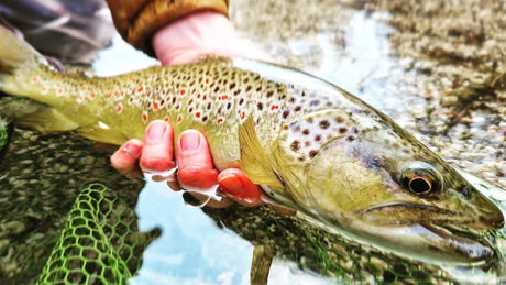 Fiskeresor till Slovenien – flugfiske efter öring och harr