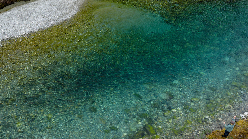 En sportfiskare står på stenig strand vid klar, grund älv. Stora stim av fisk ses i turkost vatten nära grusbank ovanifrån.