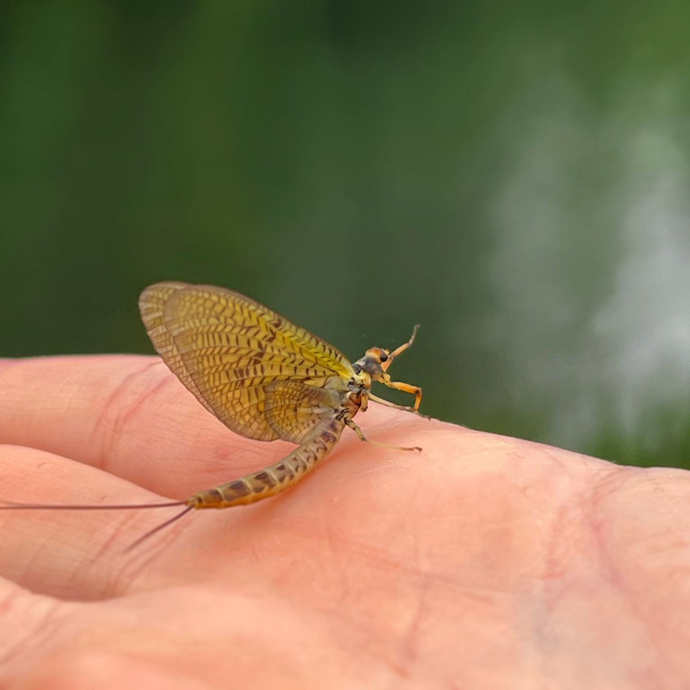 Närbild av slända med genomskinliga vingar på sportfiskares hand mot grön bakgrund - perfekt för fiskeentusiaster.