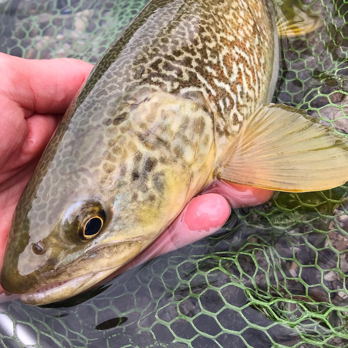 Närbild på sportfiskares hand som håller brun-gul fisk över grön håv, fisken är delvis nedsänkt i vattnet.