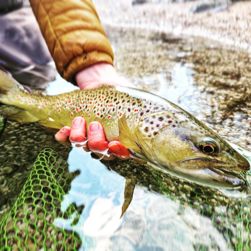 En person i brun jacka håller en levande öring med svarta och röda prickar över klart vatten, bredvid ett grönt fisknät på fiskeresa.