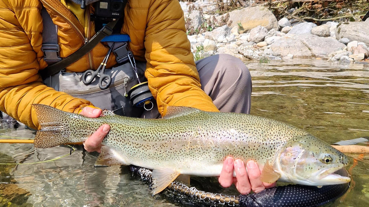 En sportfiskare i gul jacka håller upp en stor prickig öring över klart, grunt vatten med fiskeutrustning på västen.