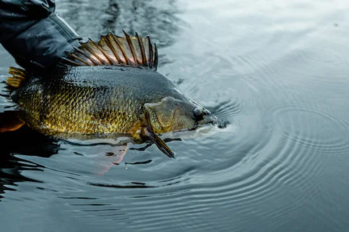 Sportfiskare med svart handske håller en stor fisk med taggig ryggfena, delvis i lugnt vatten under sitt fiskeäventyr.