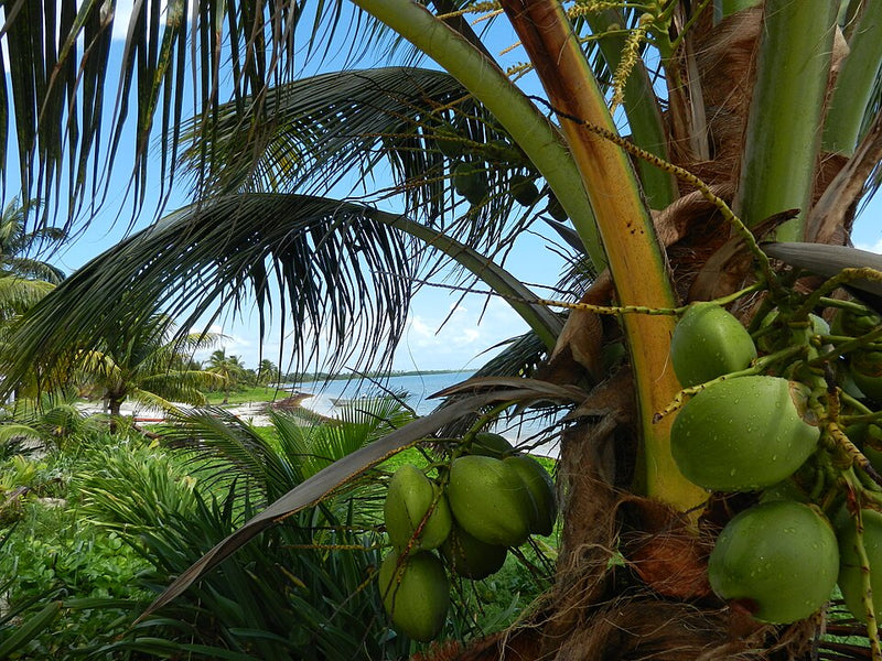 Närbild på gröna kokosnötter på en palm, grönska och sandstrand vid havet-en idealisk plats för sportfiske och fiskeresa.