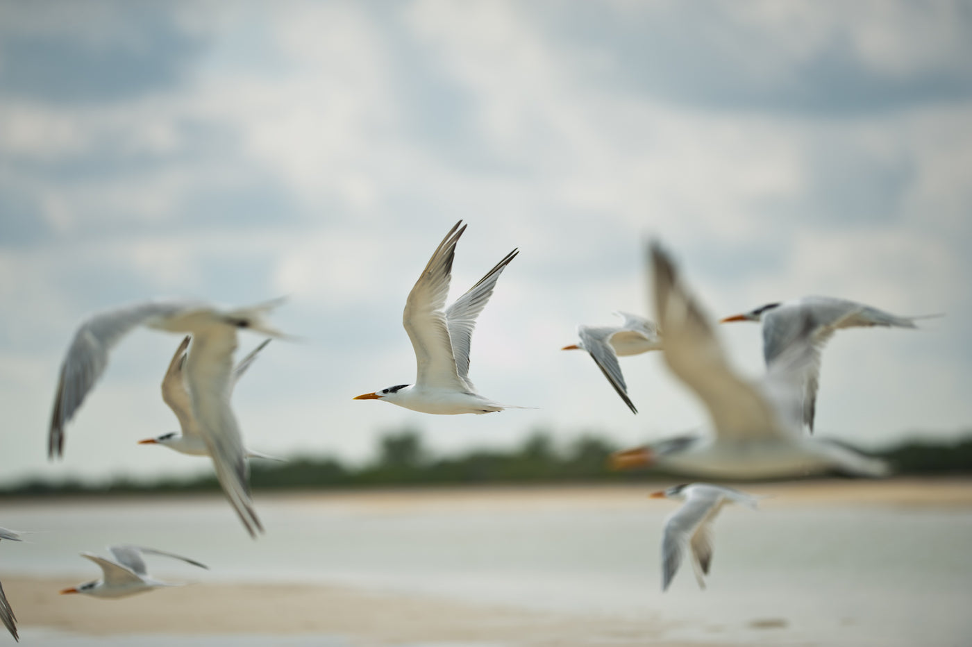 Måsar med orange näbbar flyger över en sandstrand, medan sportfiskare gör sig redo för fiskeresa vid vattnet under molnig himmel.