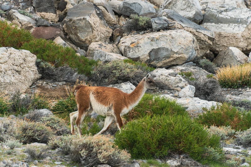 En guanaco med brun och vit päls går bland gröna buskar och stora grå stenar i ett bergigt landskap där sportfiskare utforskar naturen.