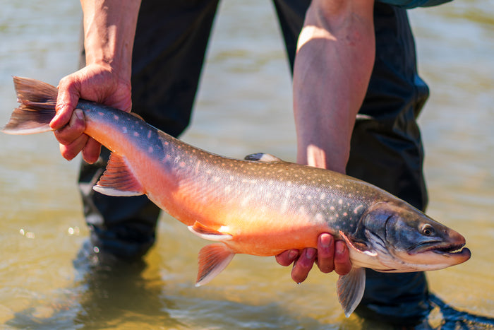 En sportfiskare står i grunt vatten och håller en stor fisk med orange buk, silverprickar och blågrön rygg under sin fiskeresa.