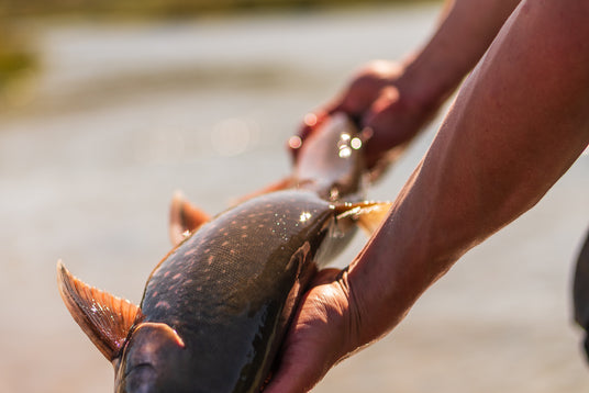 Sportfiskare håller en nyfångad stor fisk vid vattenkanten, solljus reflekteras på fjällen. Fångstglädje under fiskeresan.