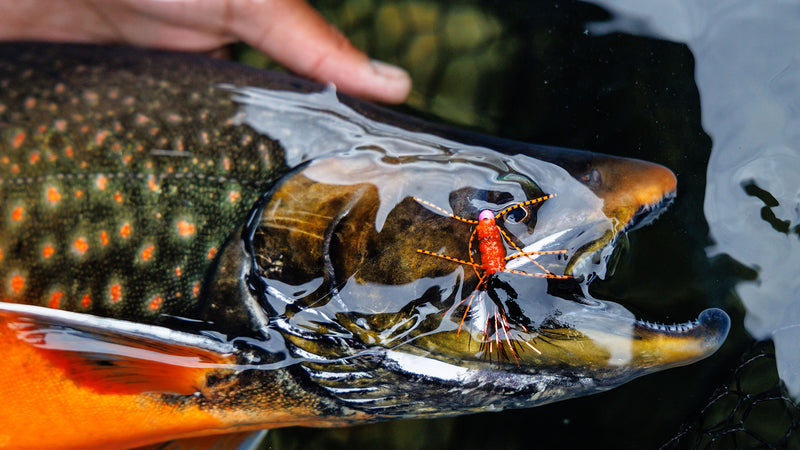 En sportfiskare håller varsamt en fisk halvt i vattnet med en orange-röd fluga i munnen och tydliga prickar och orange fenor.
