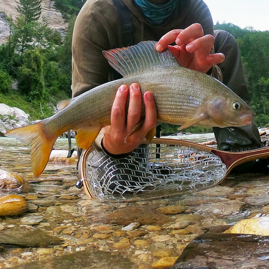 En sportfiskare knäböjer i grunt vatten, håller en stor silverfärgad fisk ovanför håven vid en stenig fors med gröna träd.