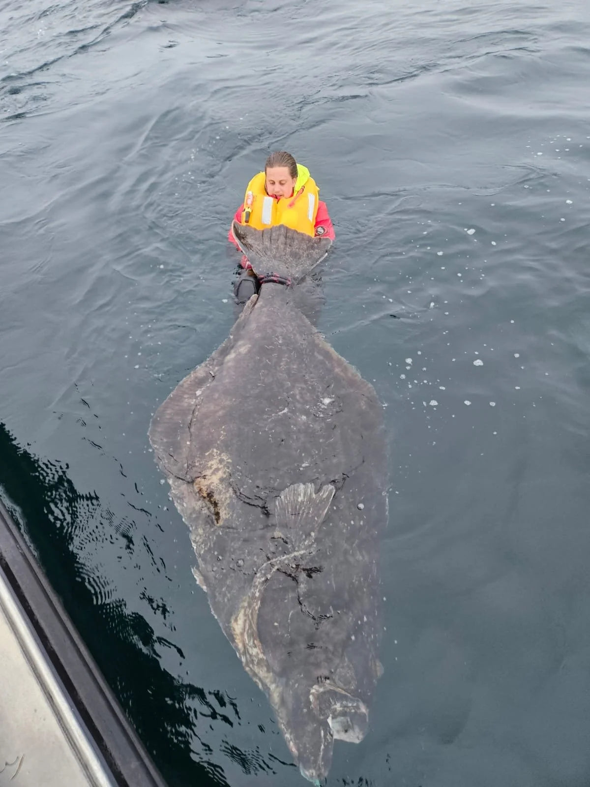 Sportfiskare med gul flytväst håller en stor hälleflundra vid båten under fiskeresa, fisken är större än personen.