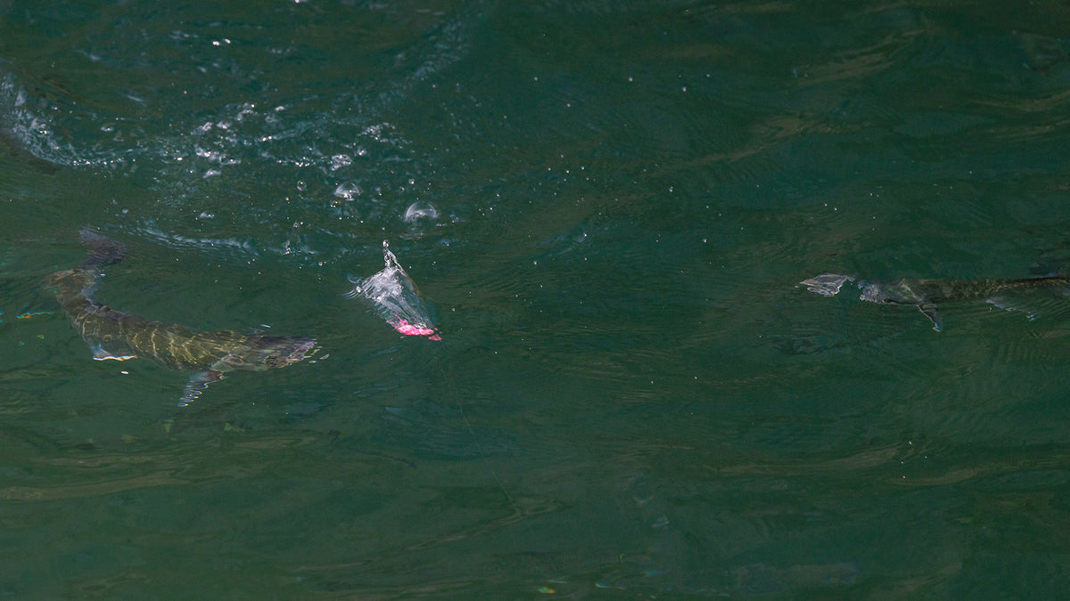 Två fiskar simmar under vatten nära ett rosa fiskedrag vid ytan, lockande för sportfiskare på jakt efter fiskeäventyr.