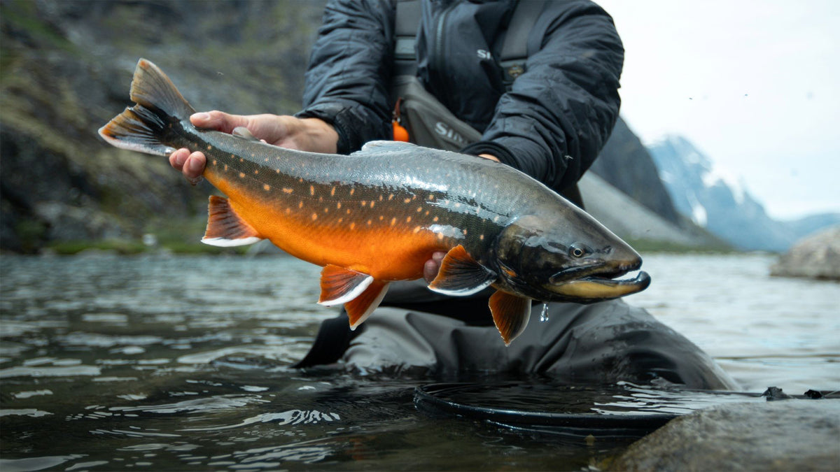 En sportfiskare i vadarbyxor håller en stor orange och silverfärgad fisk ovan grunt vatten, med berg och molnig himmel bakom.