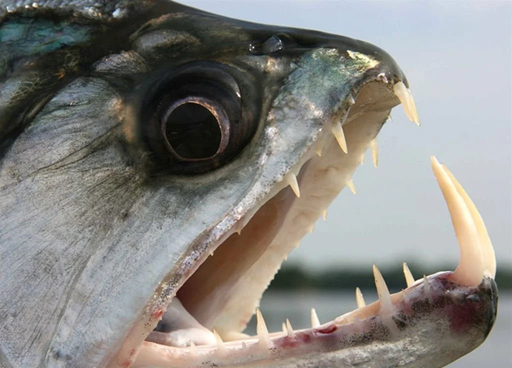 Närbild på fisk med öppen mun, vassa tänder och stort öga mot suddig blå bakgrund-perfekt inför din nästa fiskeresa.