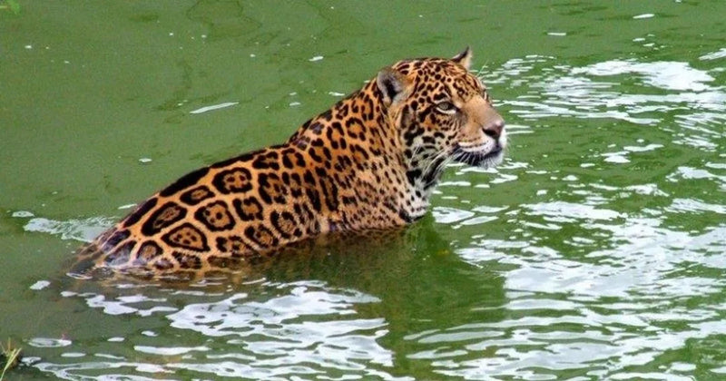 En jaguar med gulsvart prickig päls står delvis i grönt vatten och iakttar en sportfiskare på fiskeresa intill.