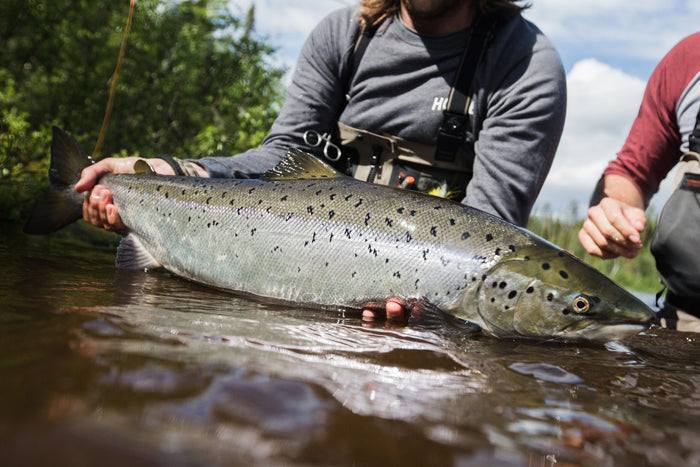 Sportfiskare visar stolt upp en stor lax i klart vatten. Bakom syns skog och blå himmel - perfekt för fiskeresa i naturen.